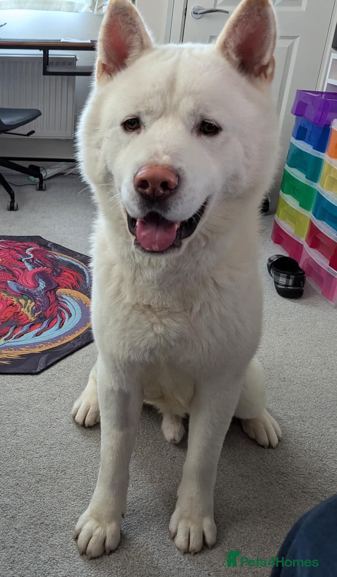 Akita dogs Lovely Leo in Worksop - Advert 5