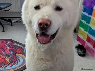 Akita dogs Lovely Leo in Worksop - Advert 7
