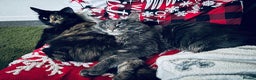 Maine Coon cats for sale:  Maine Coon Kittens – 3 Boys Available  - Advert 1