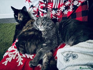 Maine Coon cats Maine Coon Kittens – 3 Boys Available - Advert 1