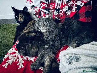 Maine Coon cats Maine Coon Kittens – 3 Boys Available - Advert 2