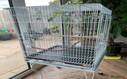 Budgerigars birds for sale: 2 Male budgies including cage for sale - Image 4