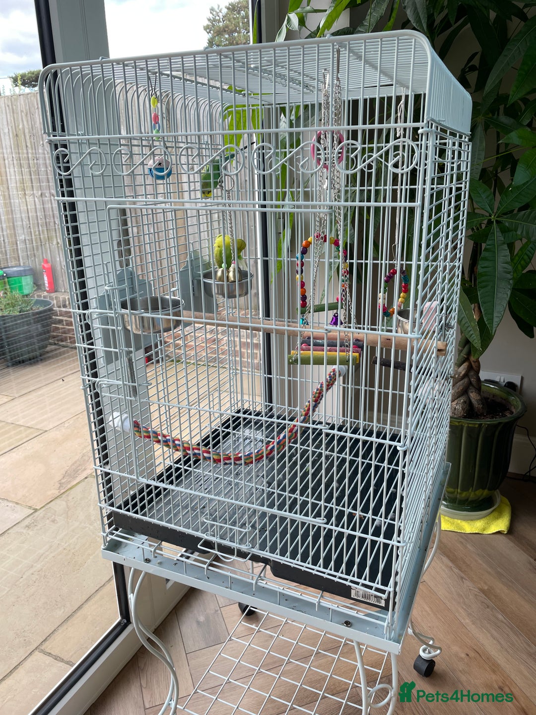 Budgerigars birds for sale: 2 Male budgies including cage for sale - Image 4