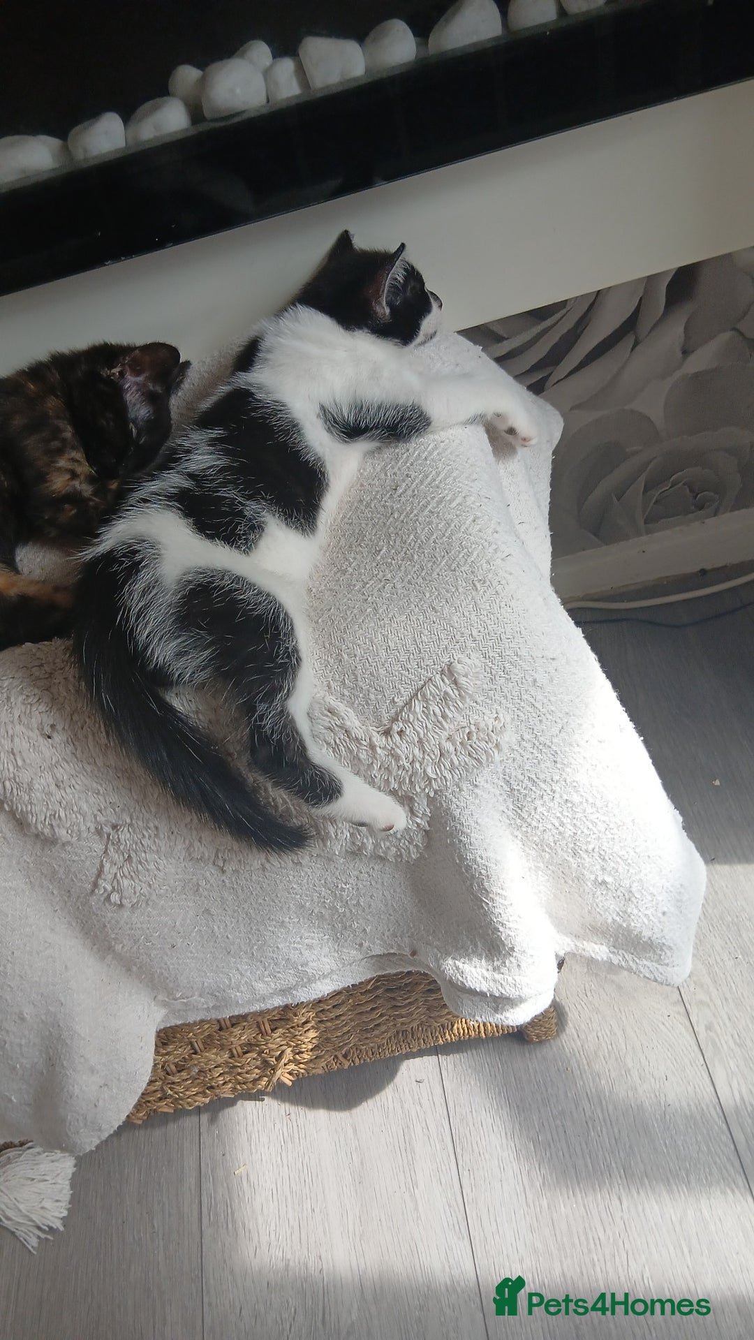 Mixed Breed cats for sale: Beautiful 3 males ginger black white kittens  - Image 5