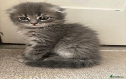 Scottish Fold cats for sale: Scottish fold kittens  - Image 4
