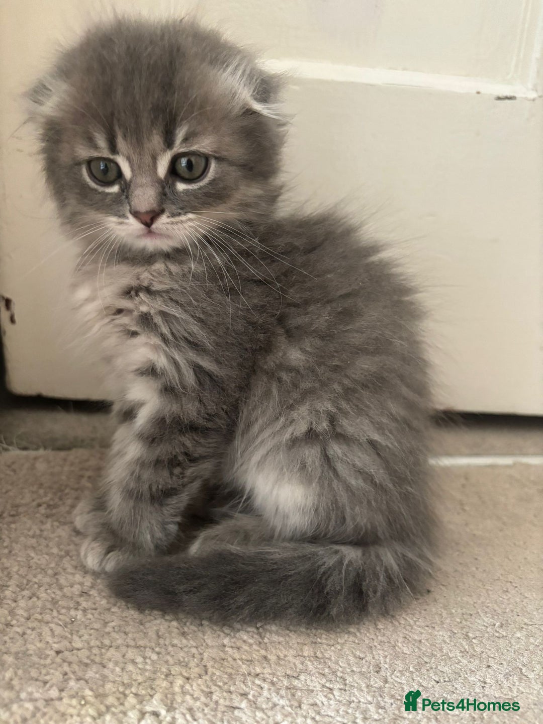 Scottish Fold cats for sale: Scottish fold kittens  - Image 4