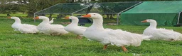 Geese poultry for sale: Sebastopol Goose Hatching  - Advert 1