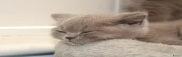 British Shorthair cats for sale: Beautiful Pure Breed ✨ British Shorthair Kittens ⭐ - Advert 18