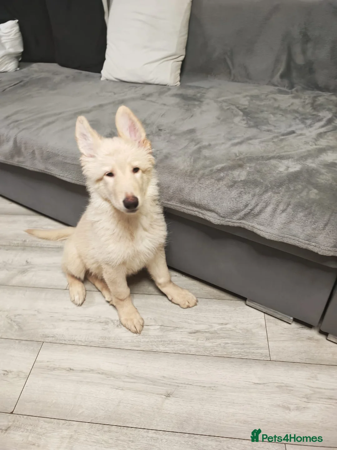 German Shepherd dogs for sale: German Shepherd puppies  in Wolverhampton - Advert 11