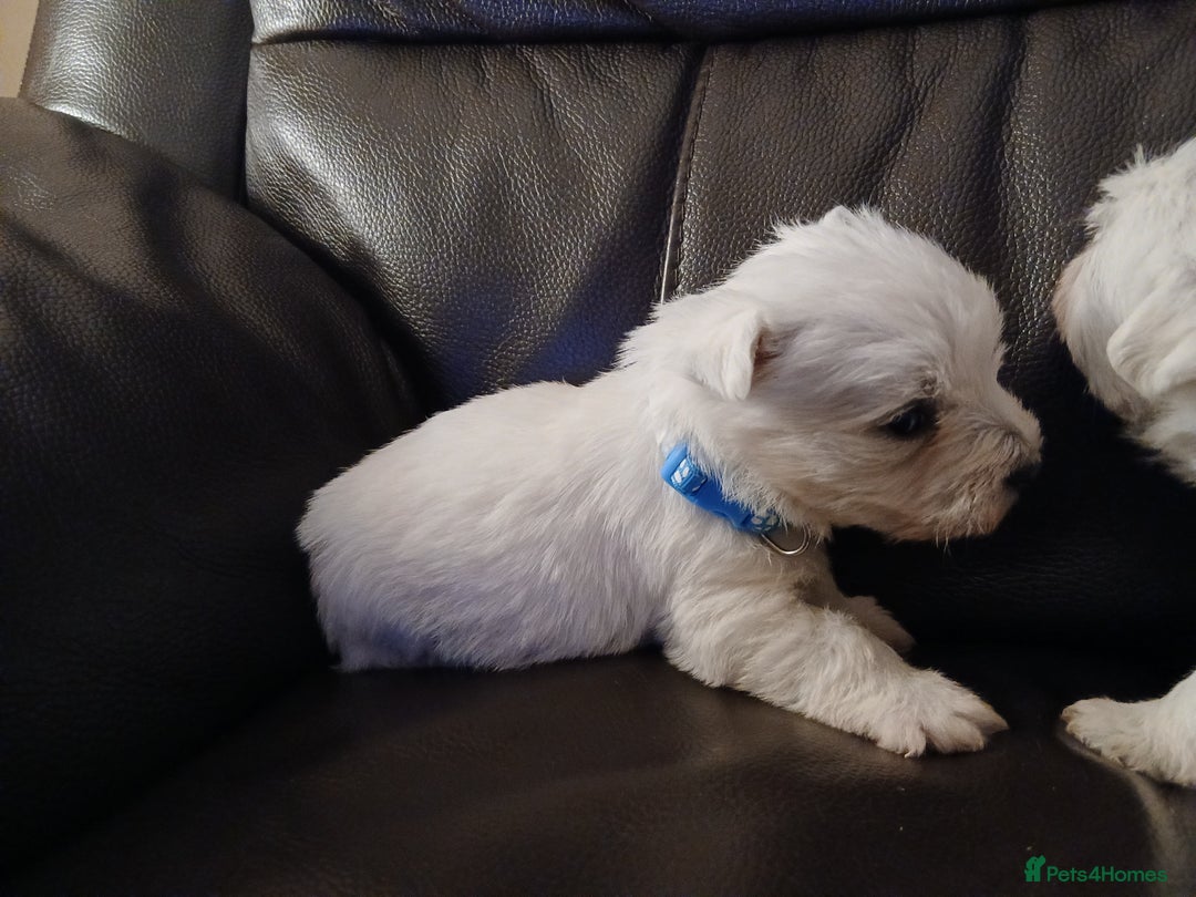 West Highland Terrier dogs for sale: 3 beautiful Westie pups - Advert 6