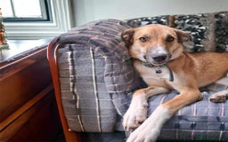 Mixed Breed dogs for adoption: Sara - Norwich Norfolk  - Image 17