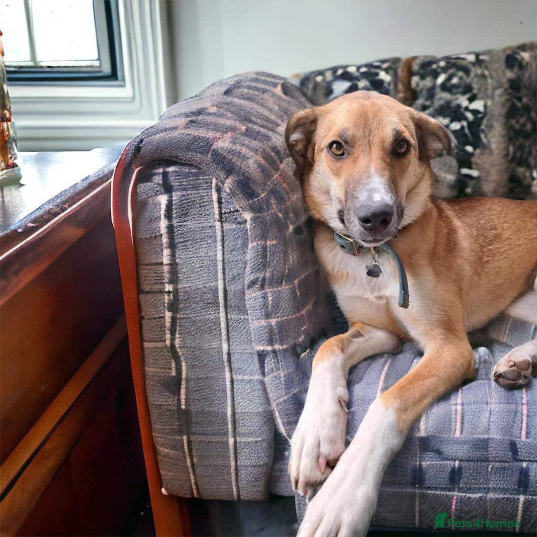 Mixed Breed dogs for adoption: Sara - Norwich Norfolk  - Image 17