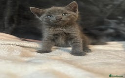Ragdoll cats for sale: Ragdoll cross domestic shorthaired kittens  - Image 5