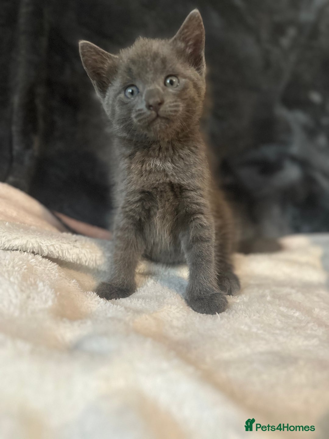 Ragdoll cats for sale: Ragdoll cross domestic shorthaired kittens  - Image 5