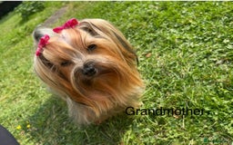 Yorkshire Terrier dogs for sale: Absolutely adorable mini yorkie puppies  - Image 37