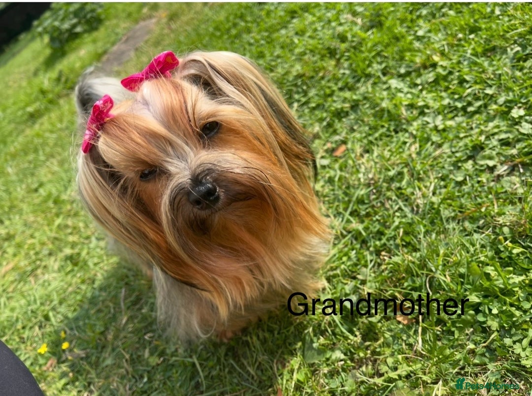 Yorkshire Terrier dogs for sale: Absolutely adorable mini yorkie puppies  - Image 37
