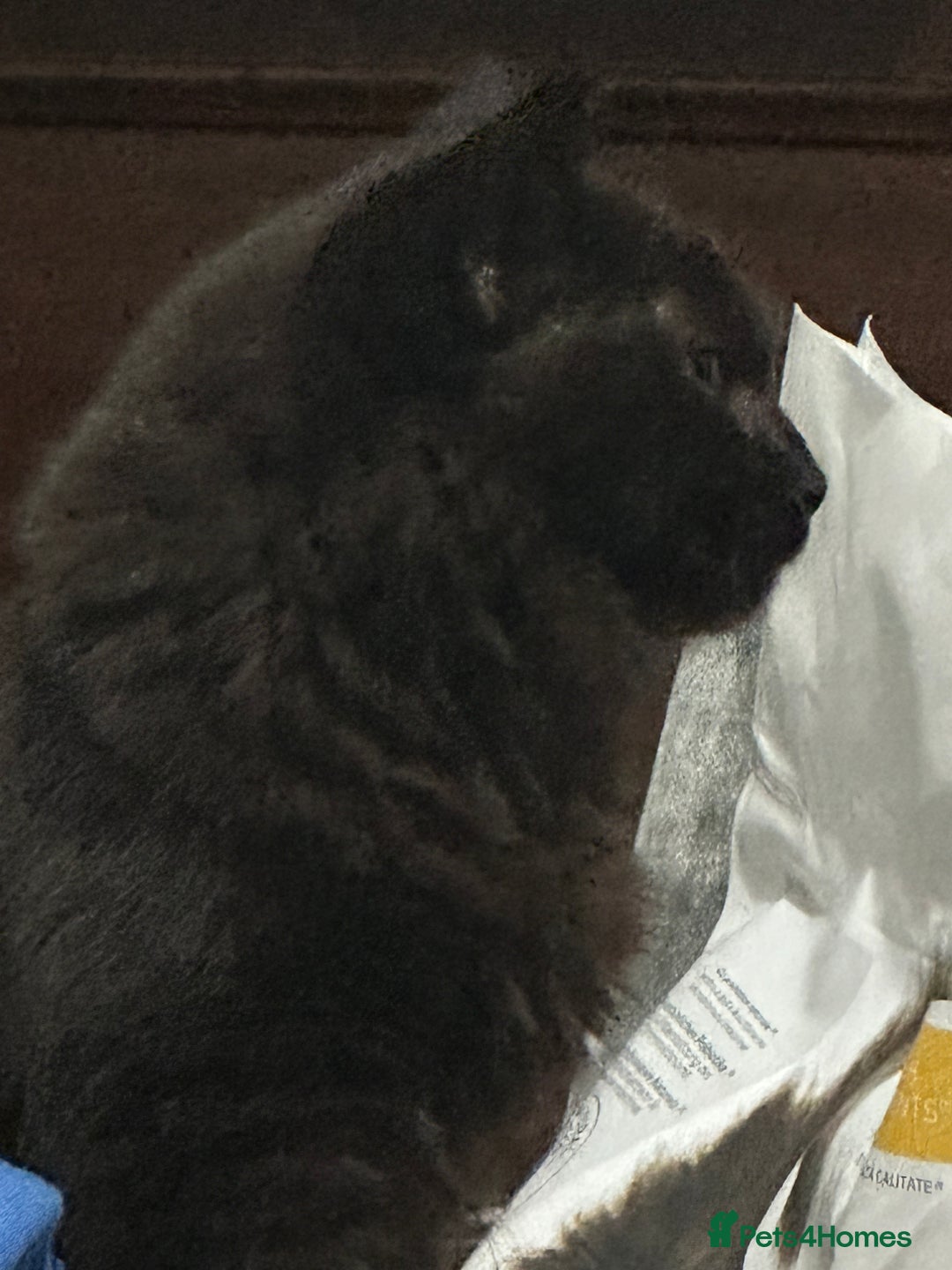 Maine Coon cats for sale: Beautiful main coon  - Image 3