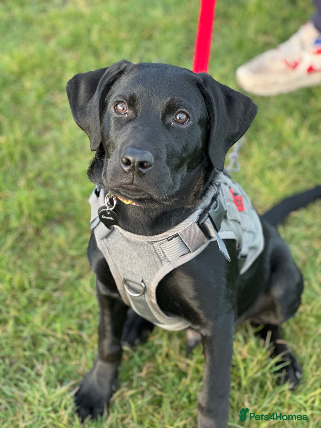 Labrador Retriever dogs for sale: Black lab - Advert 4