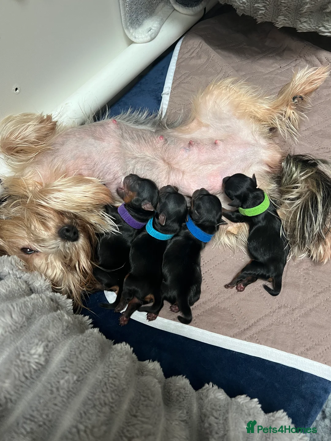 Yorkshire Terrier dogs for sale: Exceptional Pure Yorkshire Terrier Boys  - Advert 4