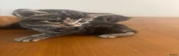 Mixed Breed cats for sale: Adorable Kittens for Sale in Thornton Heath - Advert 2