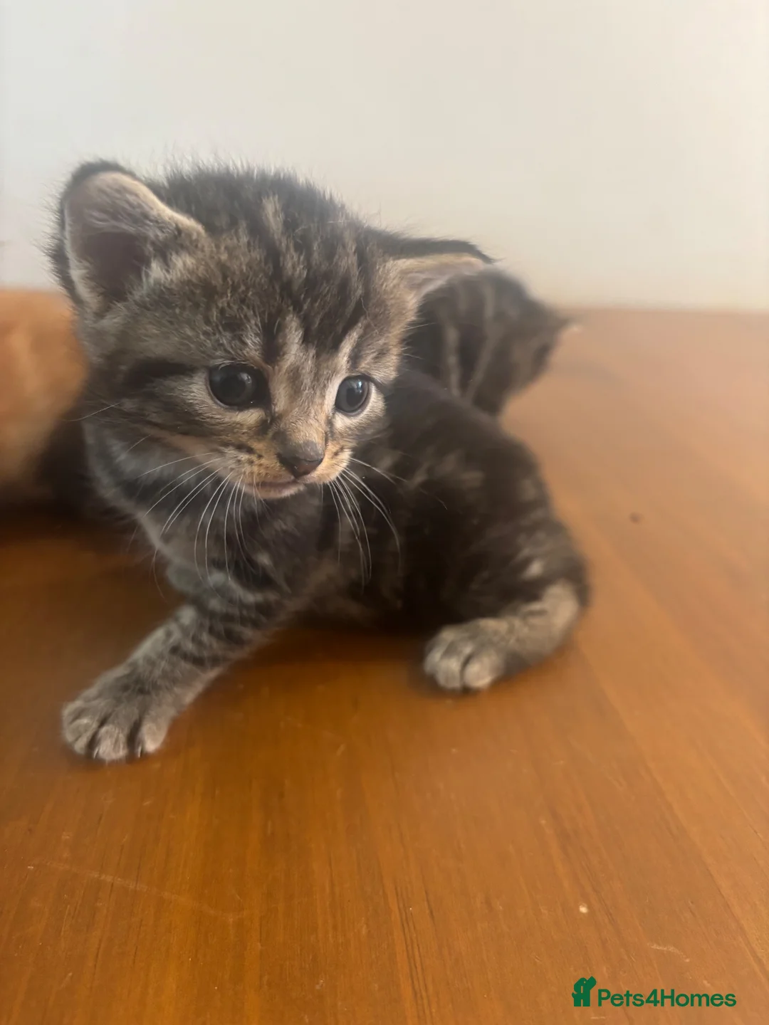 Mixed Breed cats for sale: Adorable Kittens for Sale in Thornton Heath - Advert 2