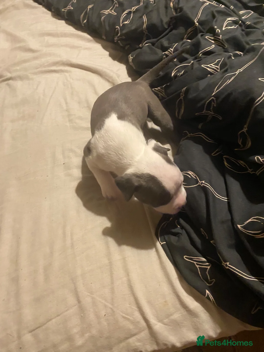 Staffordshire Bull Terrier dogs for sale: Staffy puppies for sale in Telford - Advert 2