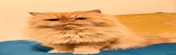 Persian cats for stud: 🏆 Proven Ginger Persian Stud|Experienced|Healthy - Advert 1