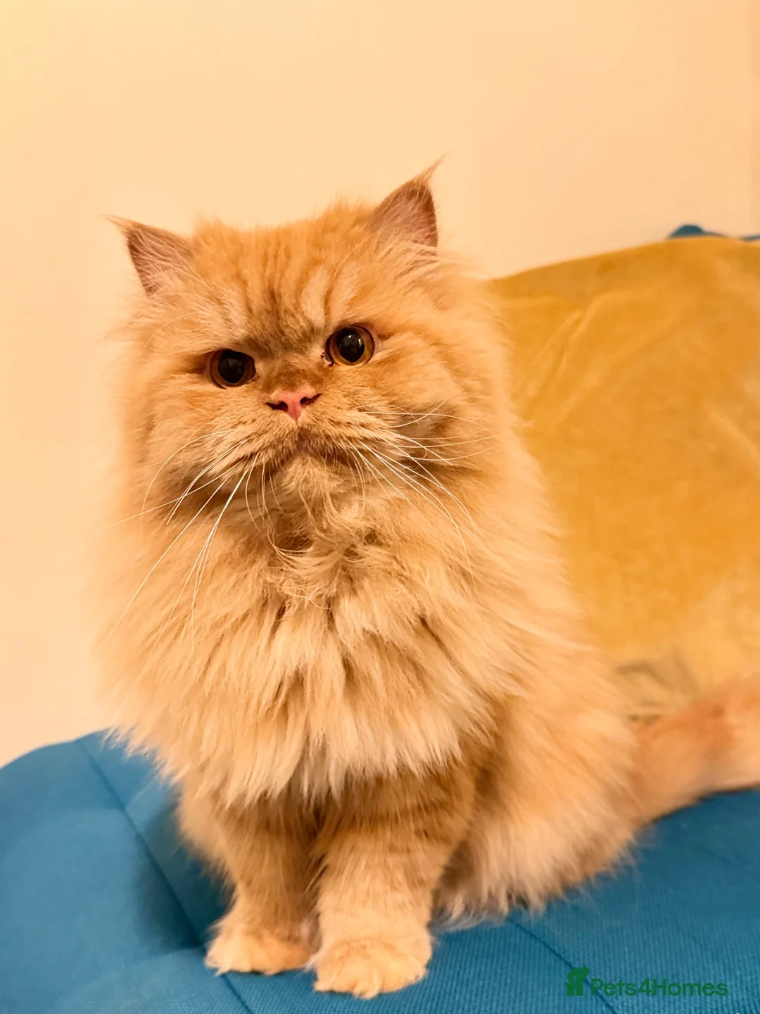 Persian cats for stud: 🏆 Proven Ginger Persian Stud|Experienced|Healthy - Advert 1