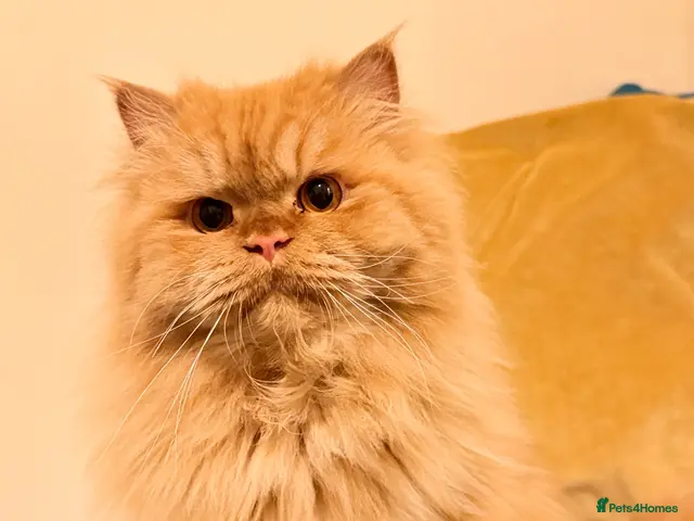 Persian cats for stud: 🏆 Proven Ginger Persian Stud|Experienced|Healthy - Advert 1