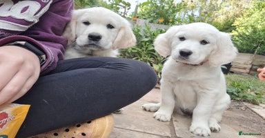 Golden Retriever dogs - Advert 1