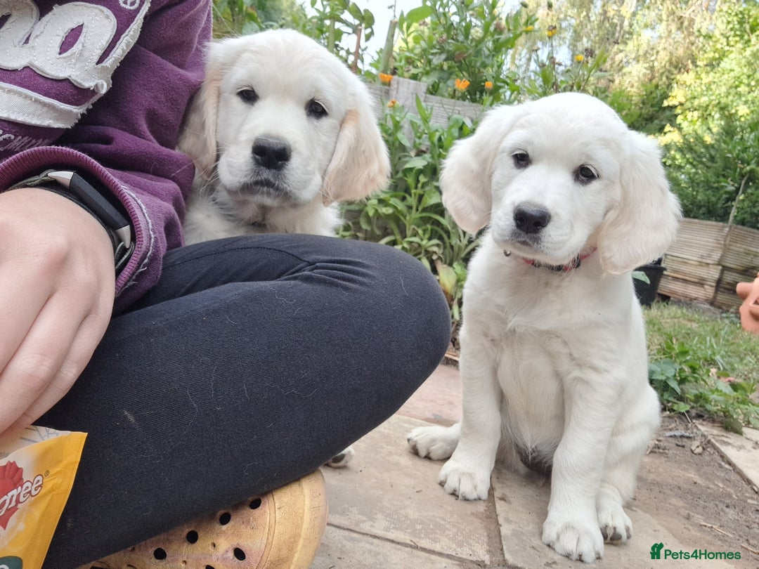 Golden Retriever dogs for sale: Golden retriever puppies  - Image 2