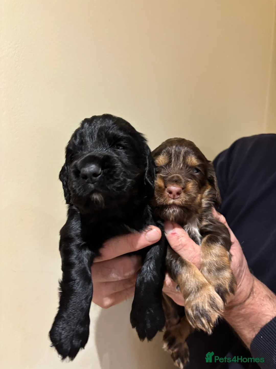 Cocker Spaniel dogs for sale: Quality KC Reg Working Cocker Spaniels - Advert 3