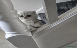 Persian cats for sale: Pure breed doll face persian chinchilla  - Advert 3