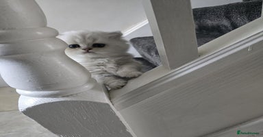 Persian cats Pure breed doll face persian chinchilla  - Advert 4