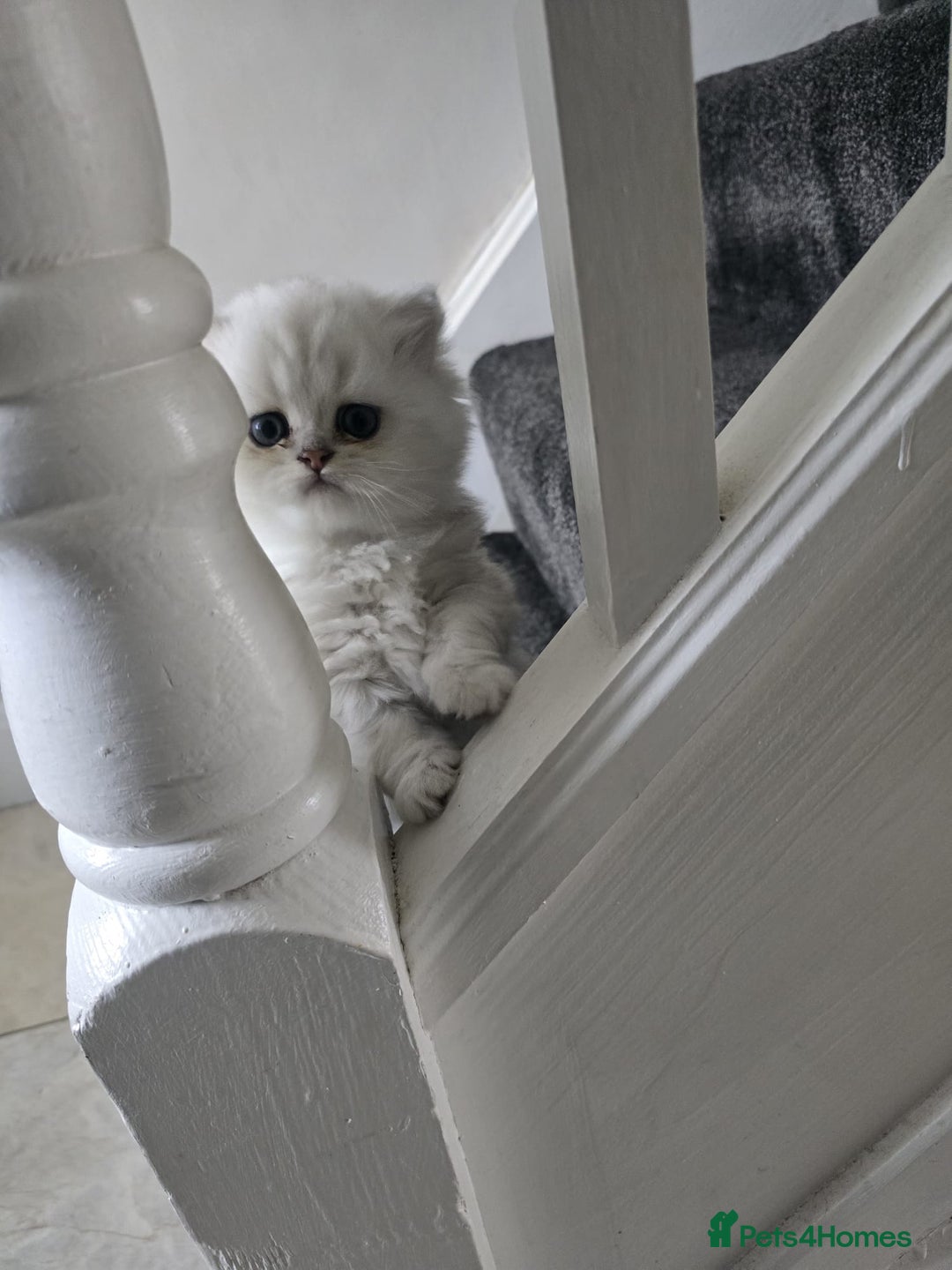 Persian cats for sale: Pure breed doll face persian chinchilla  - Advert 3