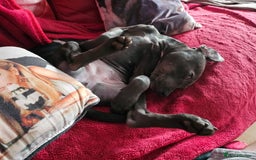 Mixed Breed dogs for sale: Staffordshire bull terrier cross - Image 1