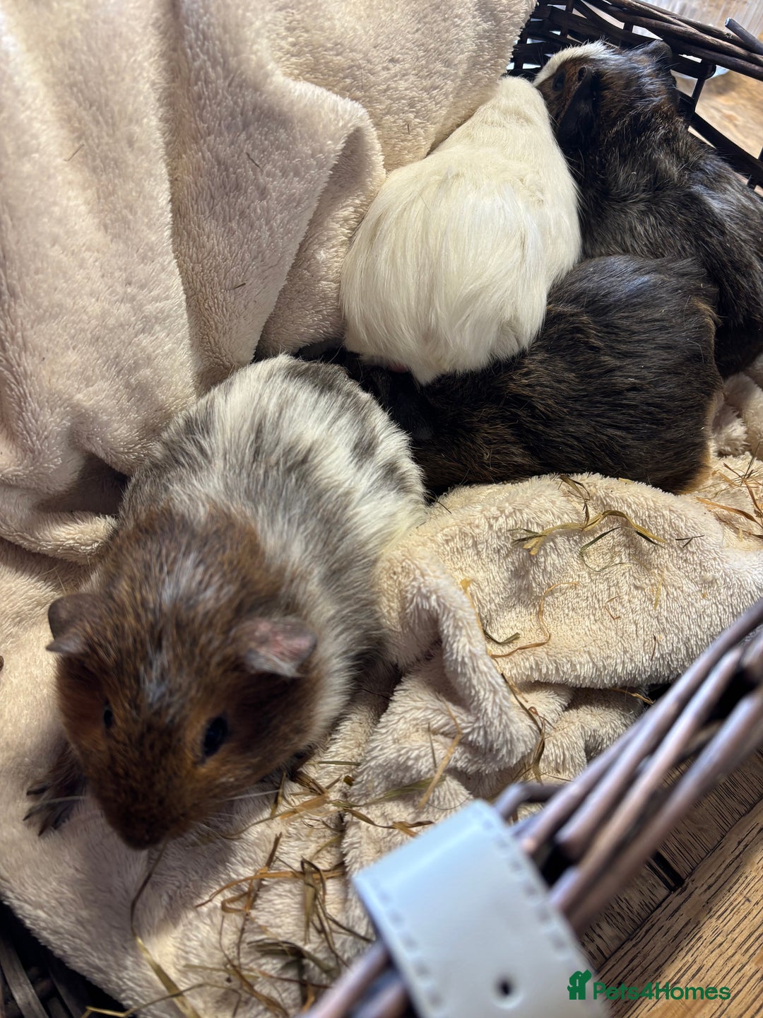 Guinea Pig rodents for sale: Beautiful baby male guinea pigs  - Image 8
