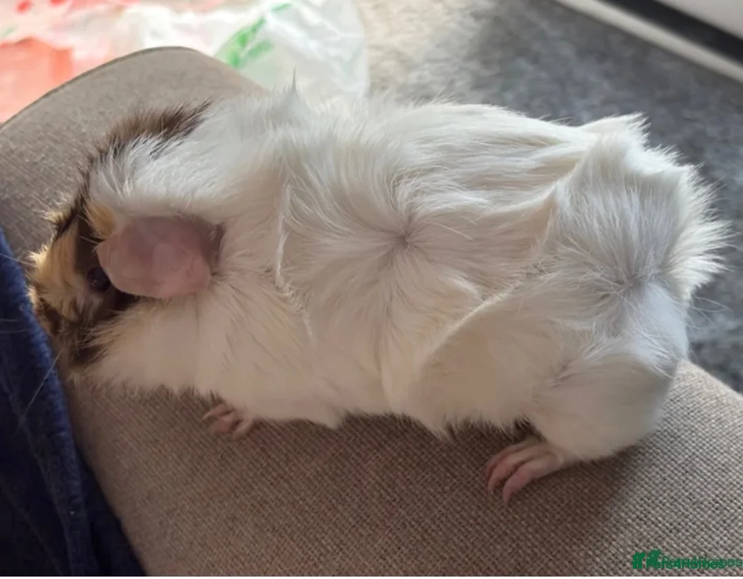 Guinea Pig rodents for sale: Brown blonde and white male guinea pig  - Advert 5