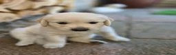 Golden Retriever dogs for sale: 3 Gorgeous KC Registered Golden Retriever  - Advert 9