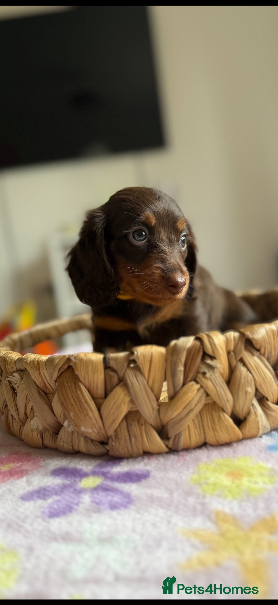 Miniature Dachshund dogs Stunning 5 ⭐️ long-haired miniature dachshunds - Advert 2