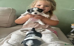 Shih Tzu dogs for sale: 5 Beautiful shihtzu  puppies for sale 2xM 3xF - Image 26