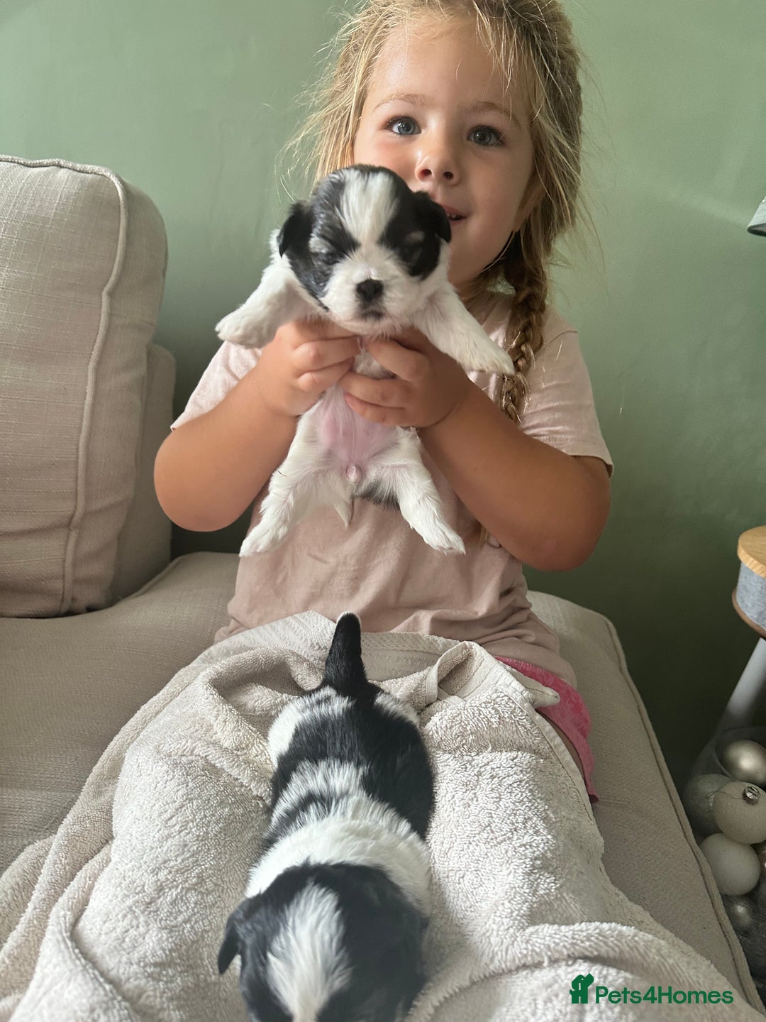 Shih Tzu dogs for sale: 5 Beautiful shihtzu  puppies for sale 2xM 3xF - Image 26