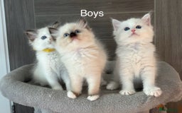 Ragdoll cats for sale: Attention🎈Rare Kitten  - Image 2