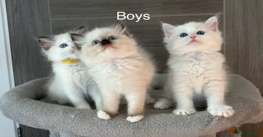 Ragdoll cats - Advert 3