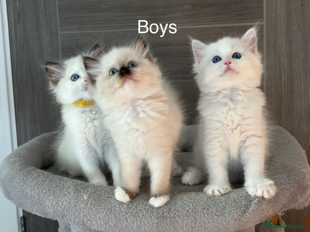 Ragdoll cats for sale: Attention🎈Rare Kitten  - Image 2
