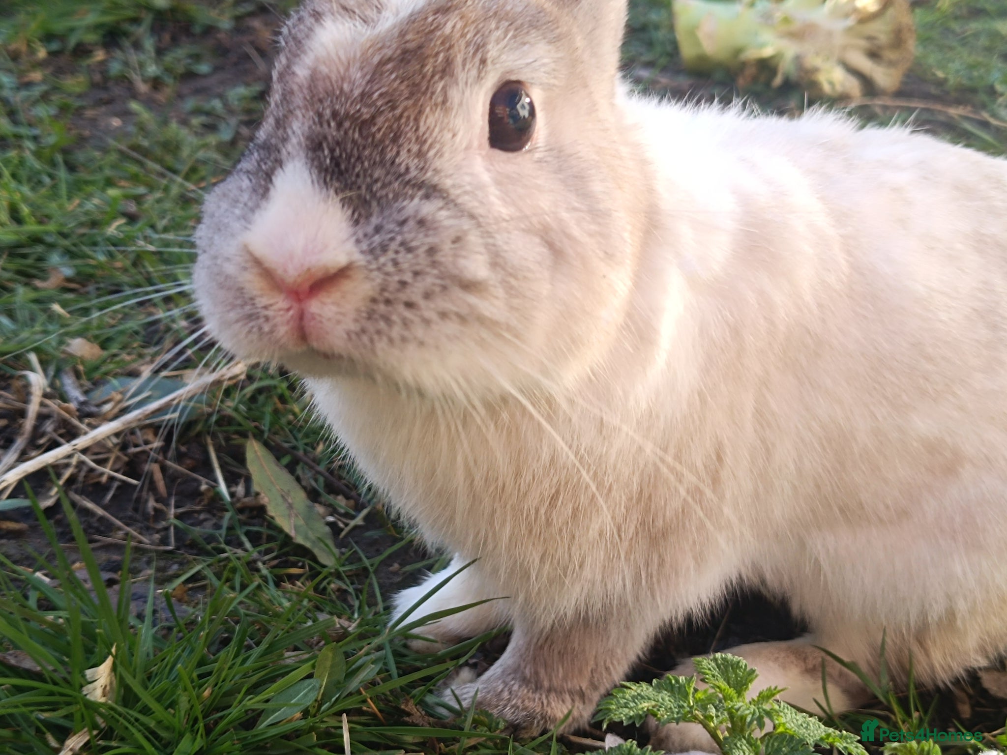 Dutch rabbits Sweetest Explorer  - Advert 2