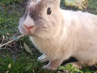 Dutch rabbits Sweetest Explorer - Advert 2