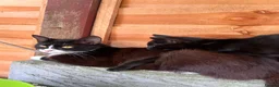 Domestic Shorthair cats for sale: 3 black kittens and mother  in London - Advert 5