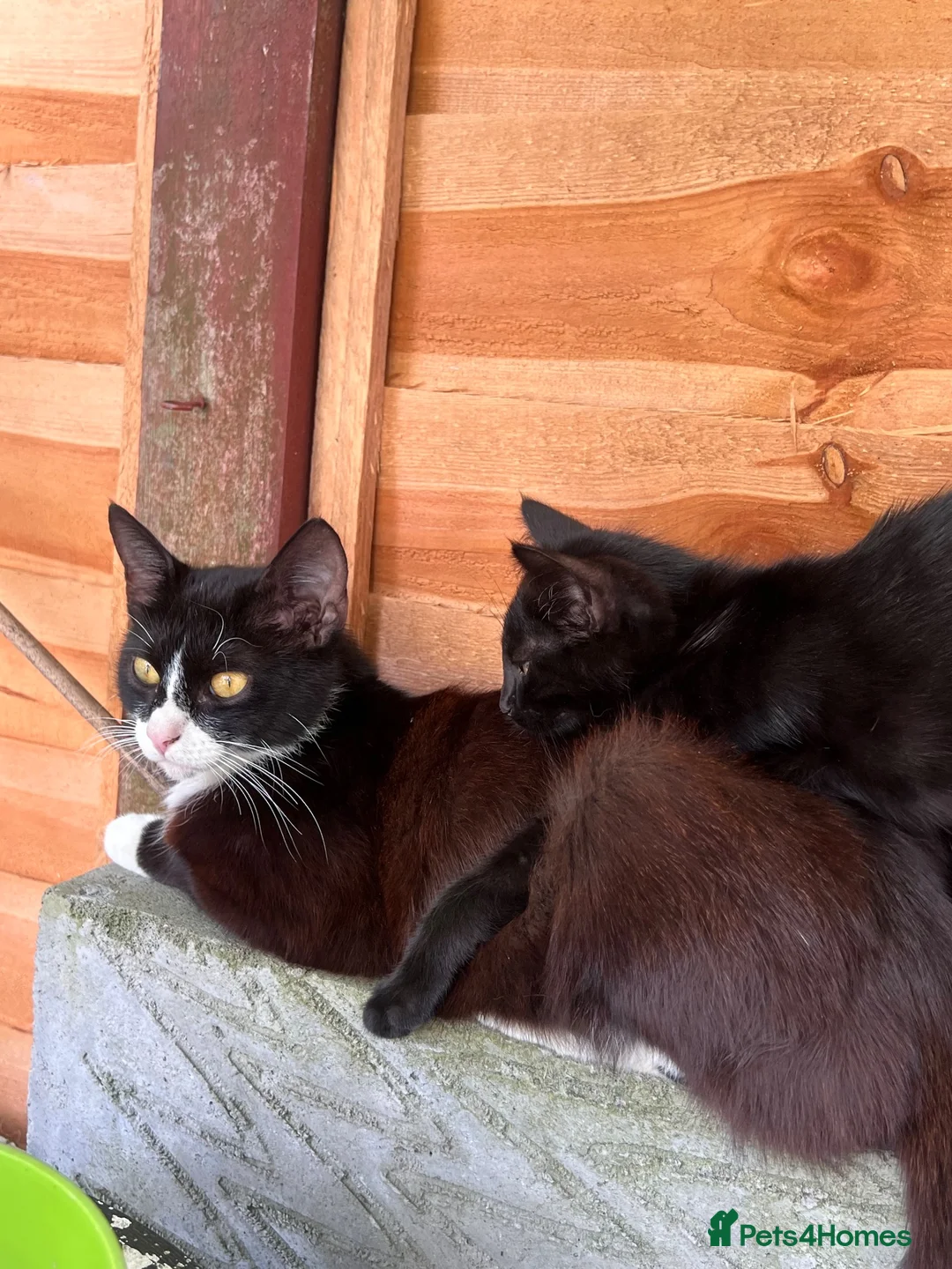 Domestic Shorthair cats for sale: 3 black kittens and mother  in London - Advert 5