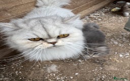Persian cats for sale: Stunning chinchilla Persian kittens - Image 9